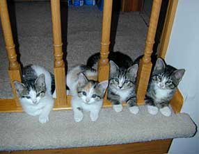 Kittens awaiting adoption