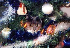 Charms in the Christmas tree - a photo contest winner