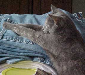 gray cat pawing clean jeans
