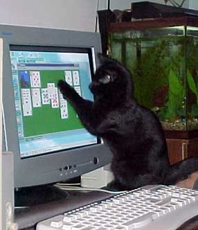 cat playing solitaire