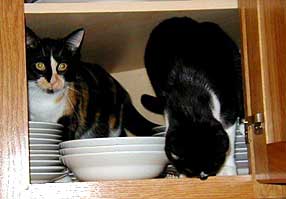 cats in kitchen cabinet
