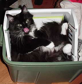Rudy in a filing box