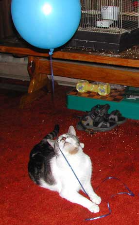 cat and birthday balloon