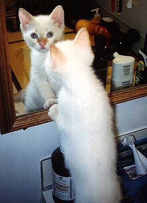 Squirt looking at himself in the mirror