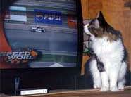 Ziggy watching Nascar race