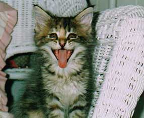 kitten laughing?