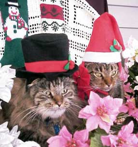 very dressed up cats at Christmas