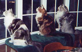Three Maine Coon cats waiting for "mama"