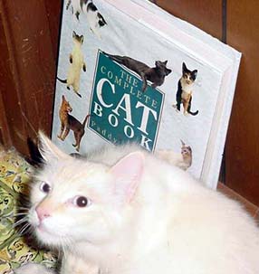 cat opinionating about cat book