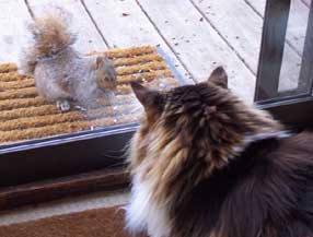 Ziggy and squirrel friend