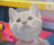SPCA kitten for adoption