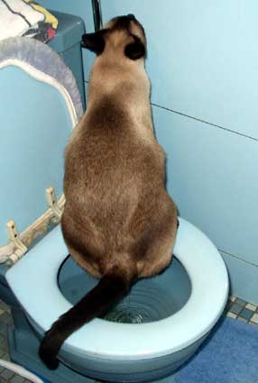 Siamese cat using the potty