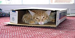 Very flat cat in box