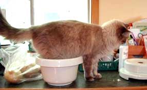cat with back feet in mixing bowl