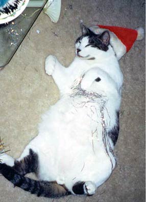 sleeping cat with hat and tinsel