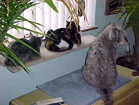 cats hogging the window sill from dog