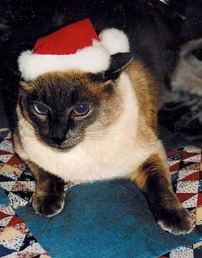 Kink, big Siamese cat in Christmas stocking