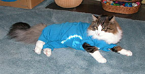 cat dressed in blue clothing