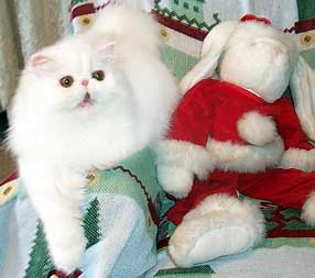 white cat with Christmas bunny