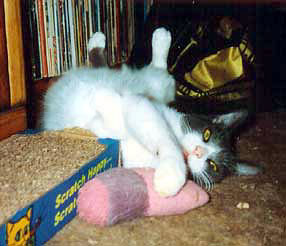 upside down cat with toys