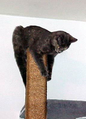 cat on top of scratching post