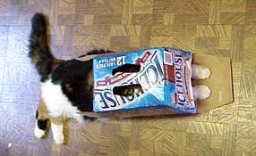 cat squeezed into beer box