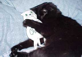 black cat with kitty pillow