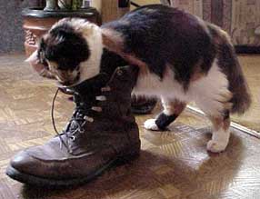cat in work boot