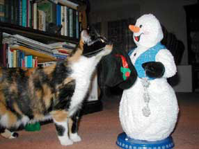 cat and snowman with hat