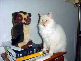 cat and stuffed owl
