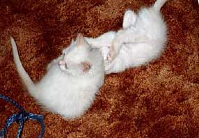white kittens playing