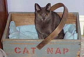 Sprint in Cat Nap basket